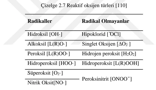 Çizelge 2.7 Reaktif oksijen türleri [110] 
