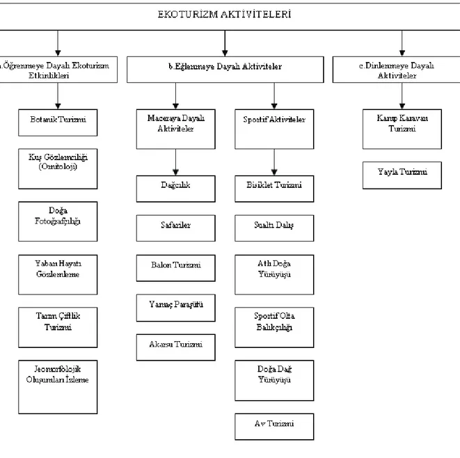 Şekil 4. Mevcut ekoturizm ile ilgili aktivitelerin derlenerek sınıflandırılması                  [ Polat (2006)’ın çaılşması temel alınarak diğer alanyazın incelemesi sonucunda derlenmiştir] 
