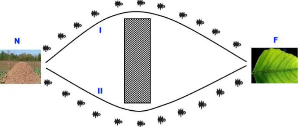 Figure 1.1 : Ants Foraging on Two Equal Paths 