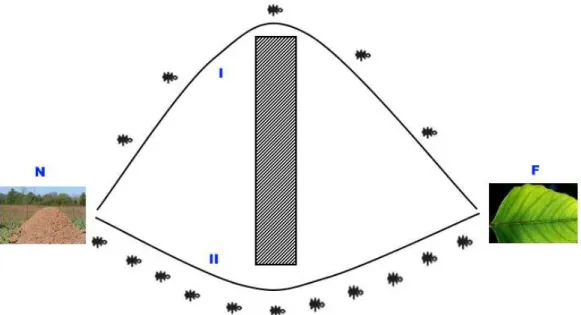 Figure 1.2 : Ants Foraging on Two Unequal Paths 