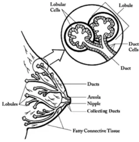 Figure 2.1 Structure of the breast tissue