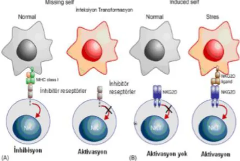 ġekil 2.6 NK hücre cevabının düzenlenmesi (Seydel ve Aksoy, 2011). 