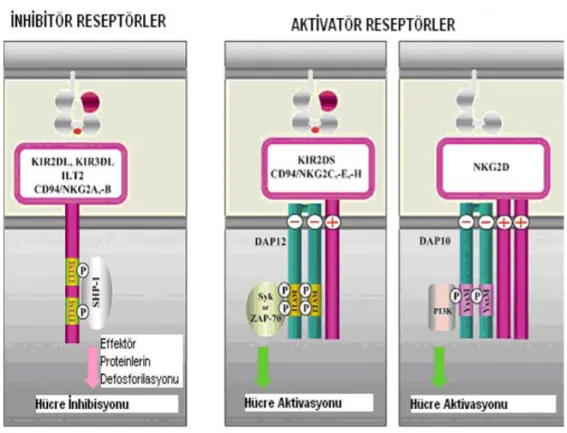 ġekil 2.7 NK hücre reseptörleri (Seydel ve Aksoy, 2011). 