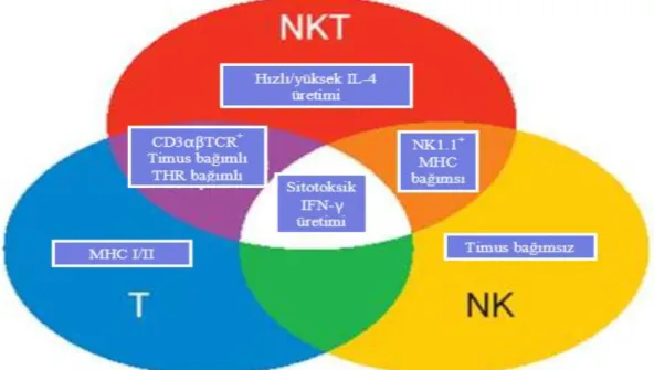 ġekil 2.9 NK, T ve NKT hücrelerinin ortak ve farklı özellikleri (Deniz,2007). 
