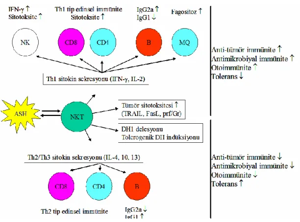 ġekil 2.10 NKT hücrelerin fonksiyonları (Deniz, 2007).  2.3.4.  NKG2D Hücre Reseptörleri  