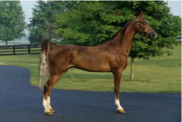 ġekil 2.15. Standardbred Atı 