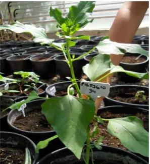 Şekil 3.4. H. debilis subsp. cucumerifolius ’un serada görünümü 