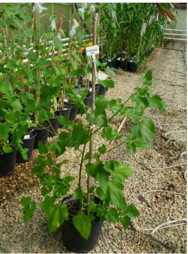 Şekil 3.6. H. debilis subsp. cucumerifolius serada yetiştiriciliği 