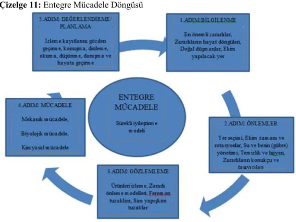Çizelge 11: Entegre Mücadele Döngüsü 