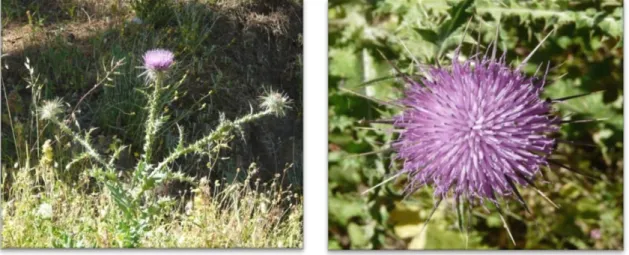 Şekil 2.1. C. creticum (Lam.) d’Urv. subsp. creticum (Asteraceae) bitkisi 