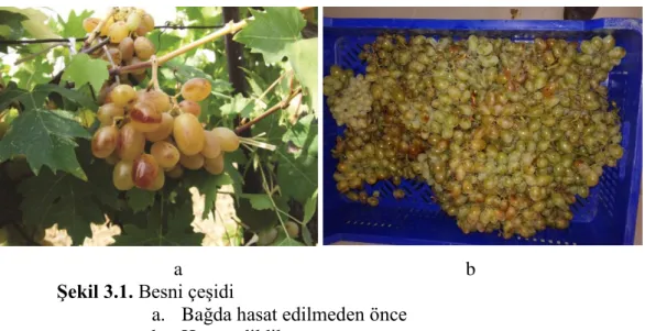 Şekil 3.1. Besni çeşidi 