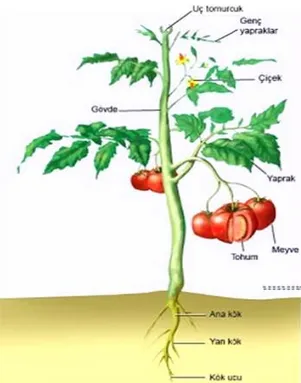ġekil 1.1. Domates bitkisinin yapısı (Anonim 2019) 