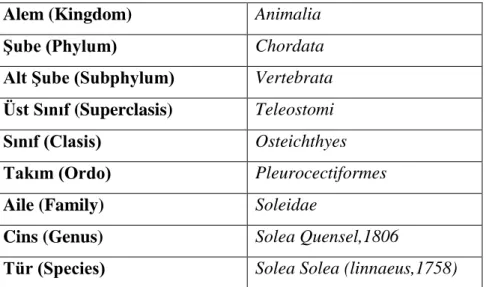 Tablo 2.4 Dil balığı (Solea solea)‘nın sistematiksel yeri (Can ve Bilecenoğlu 2005). 