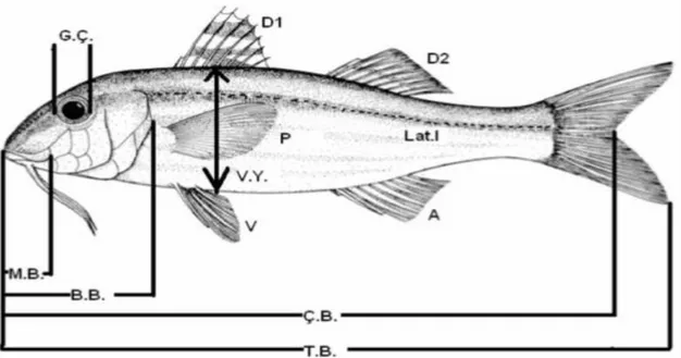 ġekil 2.5 Tekir balığı (Mullus surmuletus) Bazı Morfometrik Karakterleri  