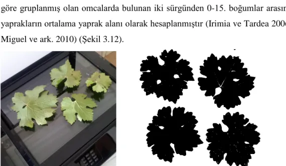 Şekil 3.12. Yaprak alan ölçümleri için alınan yapraklar ve taranmış hali 