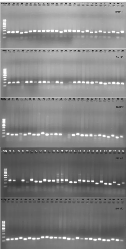 Şekil  3.4.  Fasulye  genotiplerine  ait  bazı  örneklerin  PCR  ürünlerinin  UV  ışık  altındaki  jel 