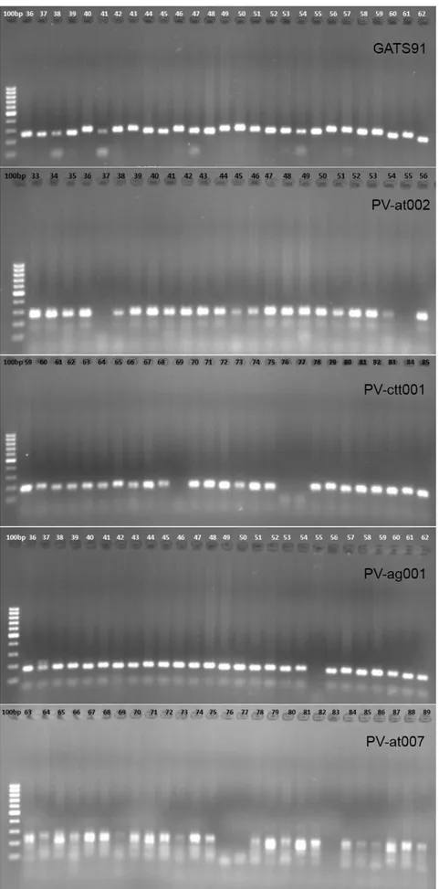 Şekil  3.5.  Fasulye  genotiplerine  ait  bazı  örneklerin  PCR  ürünlerinin  UV  ışık  altındaki  jel 