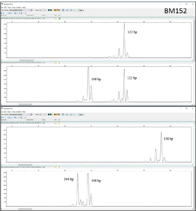 Şekil 3.8. BM152 no’lu primere ait bazı allellerin elektroferogram görüntüsü 