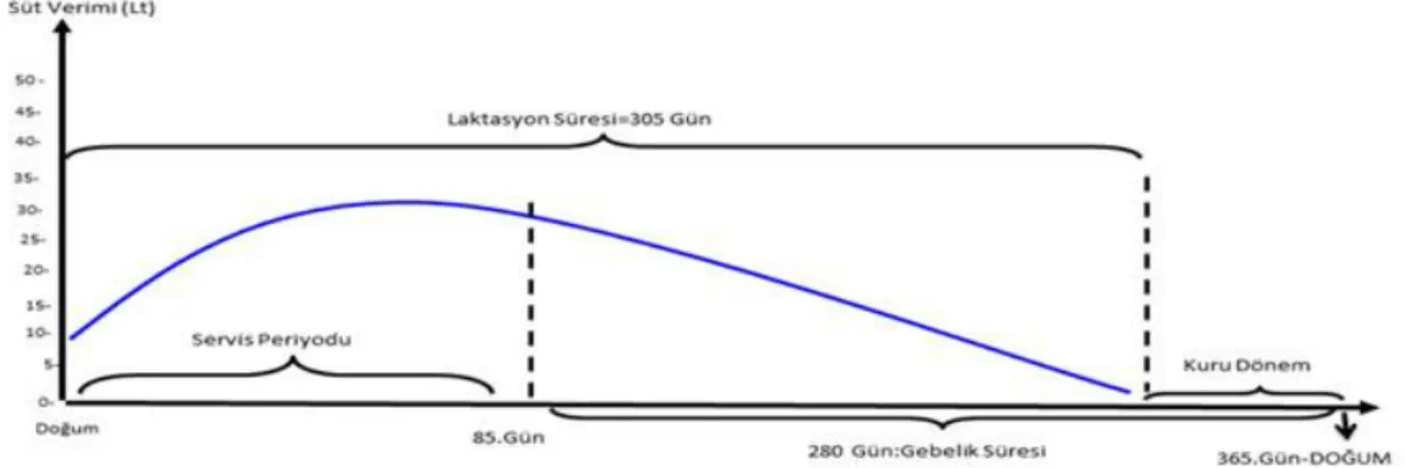 Şekil 1.1 Standart tip laktasyon  eğrisi 