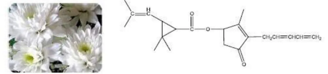 Şekil 2.6. Karbamatların kimyasal yapısı  2.1.2.2.4. Piretroit Pestisitler 