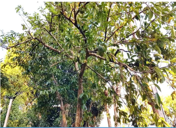 Şekil 2. 2. Dominica adasında yetiştirilen Graviola ağacından bir görüntü 