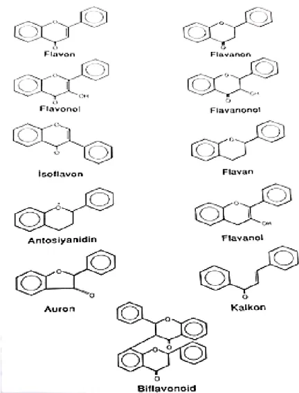 Şekil 2. 8. (a) Flavonoller ve flavononların kimyasal yapıları, (b)Flavonoidlerin temel yapıları 