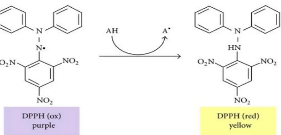 Şekil 2. 25. DPPH •  radikalinin reaksiyon ortamında pembeden sarı renge dönüşümü (Teixeira  ve ark