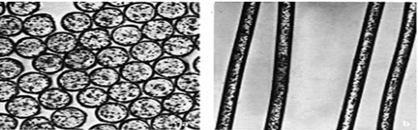 Şekil 3.2. a) Poliester Elyafının Enine Kesit SEM Görüntüsü, b) Poliester Elyafının Boyuna  Kesit SEM Görüntüsü  ( http://schwartz.eng.auburn.edu/polyester/structure.html ) 