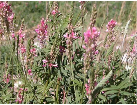 Şekil 2.2. Onobrychis viciifolia 