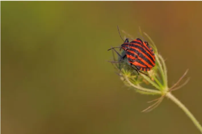 ġekil 3.2. Graphosoma lineatum ergini 