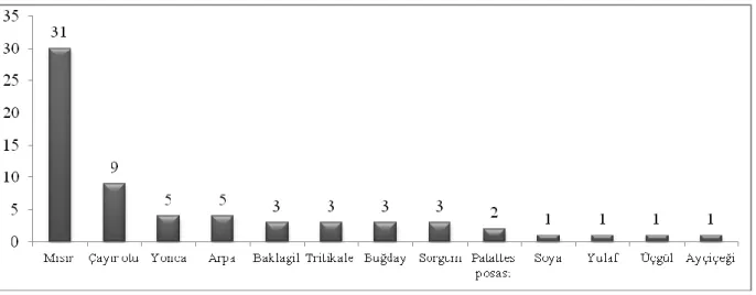 Şekil 4.2. Araştırmada kullanılan silaj materyalleri 