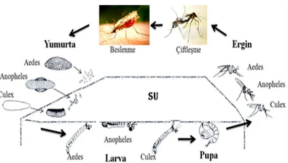 Şekil  2.1.  Anopheles,  Aedes  ve  Culex  cinslerine  temel  ait  yaşam  döngüsü  (Rozendaal,  1997’den modifiye edilmiştir)