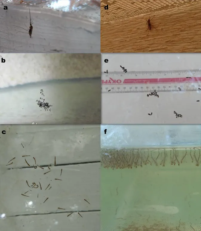 Şekil  3.3.  Sivrisineklere ait gelişim formları.  An. maculipennis ergin (a), yumurta (b), larva  (c), Cx