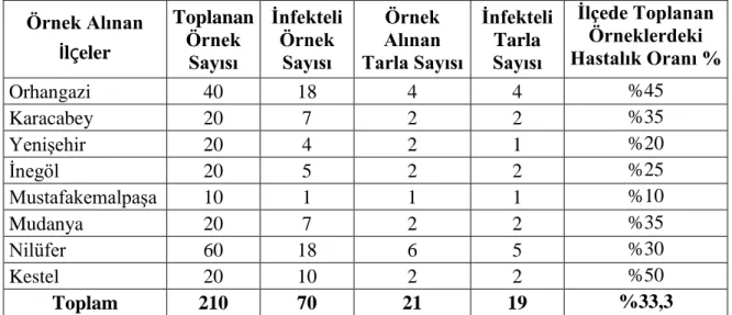 Çizelge 4.1 Bitki örneklerinde karşılaşılan enfekteli bitki sayılarının ilçelere göre dağılımı  Örnek Alınan  İlçeler  Toplanan Örnek  Sayısı  İnfekteli Örnek Sayısı  Örnek Alınan  Tarla Sayısı  İnfekteli Tarla Sayısı  İlçede Toplanan Örneklerdeki  Hastalı