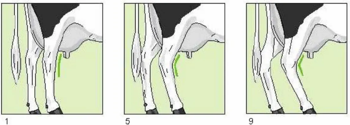 Şekil 2.7. Arka ayak bacak açısının puanlanması (Anonim, 2005b)  2.1.8. Tırnak Taban Yüksekliği (TY) 