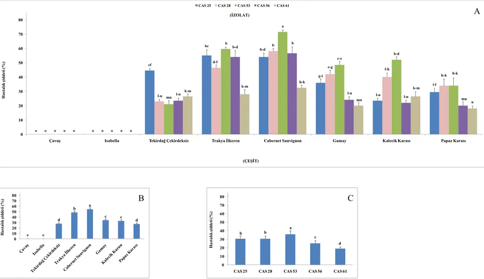 Şekil  4.7.  Cabernet  Sauvignon  çeşidinden  alınan  izolatların  oluşturduğu  hastalık  şiddeti  (±  Standart  hata),  A:  İzolatXÇeşit  interaksiyonu,  B: 