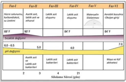 Şekil 2.1. Silaj fermantasyon dönemleri (Seglar 2003). 