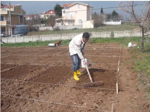 Şekil 3.1. Ekim için toprağın düzenlenmesi ve hazırlanması 