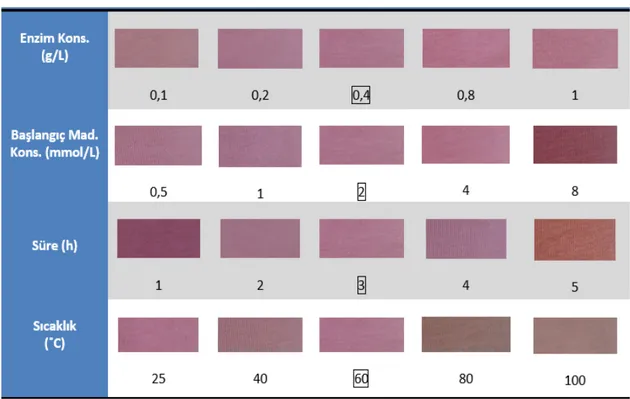 Çizelge 4.14: AF3 başlangıç maddeleri için enzimatik boyama koşullarının optimizasyonu denemelerine ilişkin 