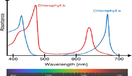 Şekil 3.7. Fotosentez emilim spektrumu 
