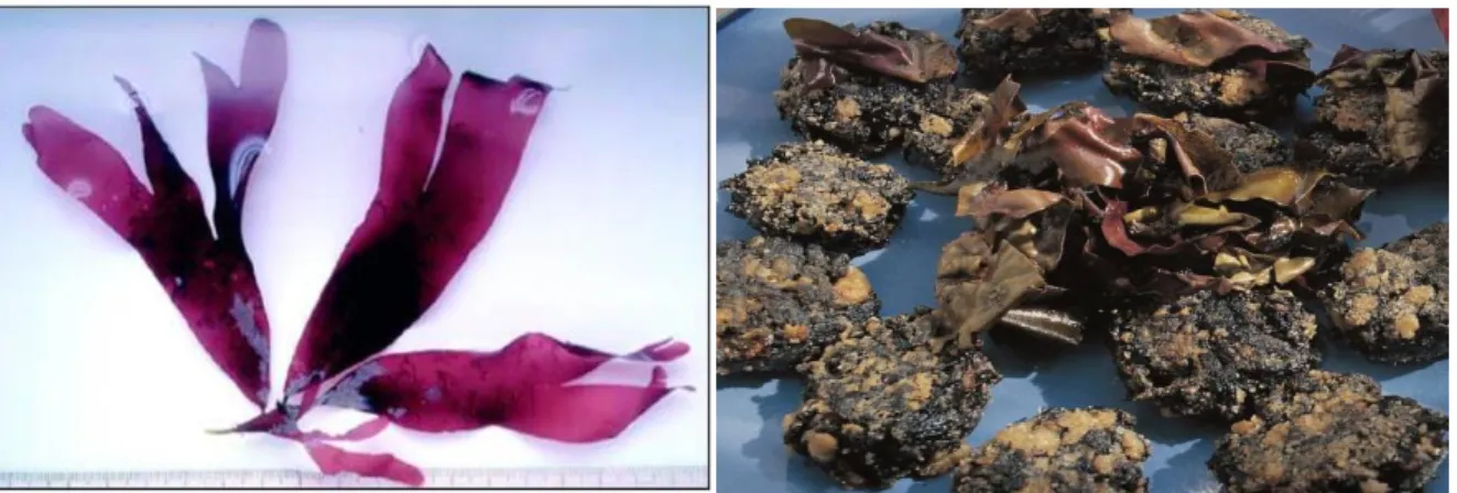 Şekil 3.5. a) Dulse (Palmaria palmata),       b) Dulse cipsi ile üretilen geleneksel   