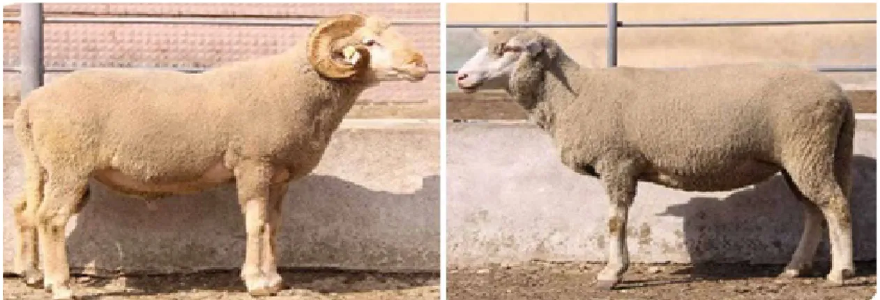 Şekil 1.2. Erkek ve dişi Karacabey Merinosu koyunlarına ait görseller 
