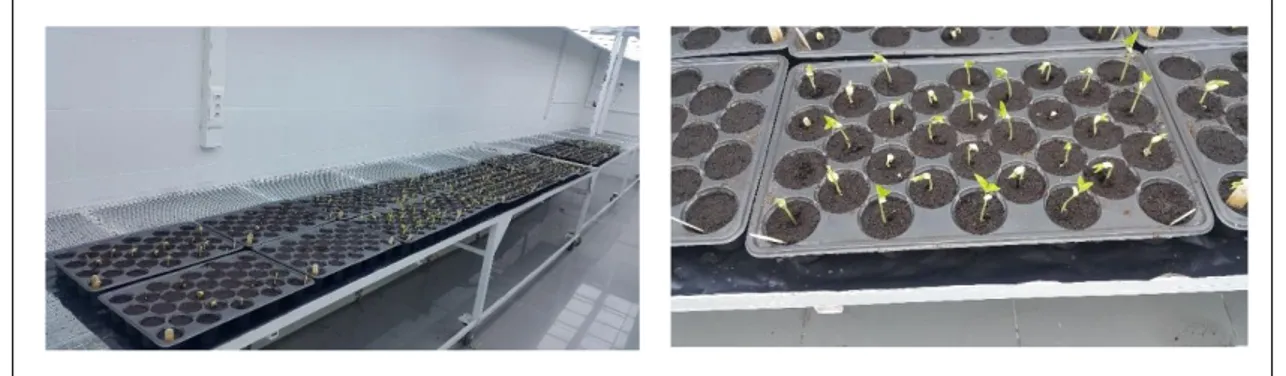 Şekil 3.3.  İklim odasında plastik multipotlarda tohum ekimi dönemine ait görüntüler 