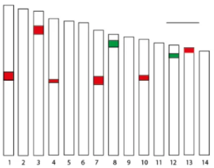 Şekil 4. 20. PI 265567 nolu tetrapoliploid D. glomerata L. subsp. hispanica aksesyonuna ait haploit idiogramın 