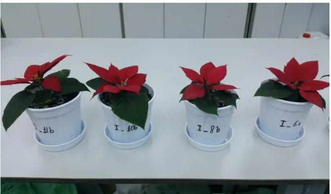 Şekil  3.7  :  Deneme  gelişimi  iyi  olan  bitkilerden  örnekler  (Soldan  sağa  sırasıyla:  PK,TP3,TP1 ve T3)