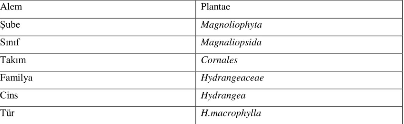 Çizelge 1.4. Ortanca sistematikteki yeri  Alem  Plantae  Şube  Magnoliophyta  Sınıf   Magnaliopsida  Takım   Cornales  Familya  Hydrangeaceae  Cins  Hydrangea  Tür  H.macrophylla 