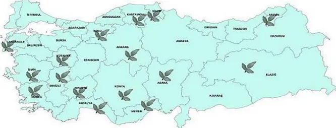 Şekil 2.2. Türkiye genelinde sumak bitkisinin yaygın olarak yetiştiği illerin dağılımını  gösteren harita  