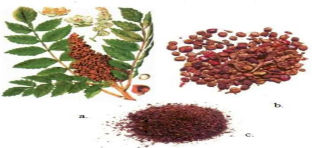 Şekil 2.3. Sumak bitkisi ve meyvesinin görüntüsü (Abu-Reidah ve ark. 2014) 