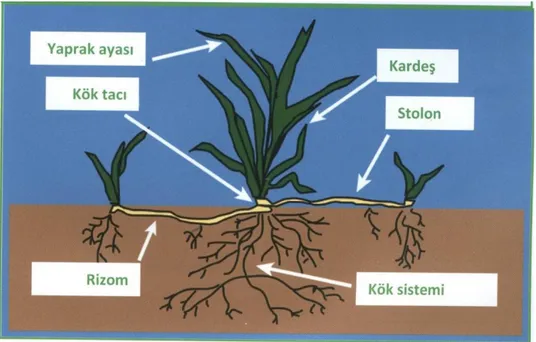 Şekil 2.2. Çim bitkilerinin yapısı (Oral ve Açıkgöz 2015)  2.2. Çim Bitkilerinin Toprak ve Gübre İstekleri  