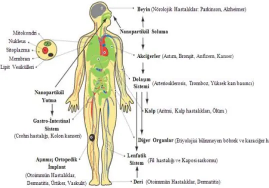 Şekil 2.4. İnsan vücuduna nanopartikül etkileri (Atlı 2013) 